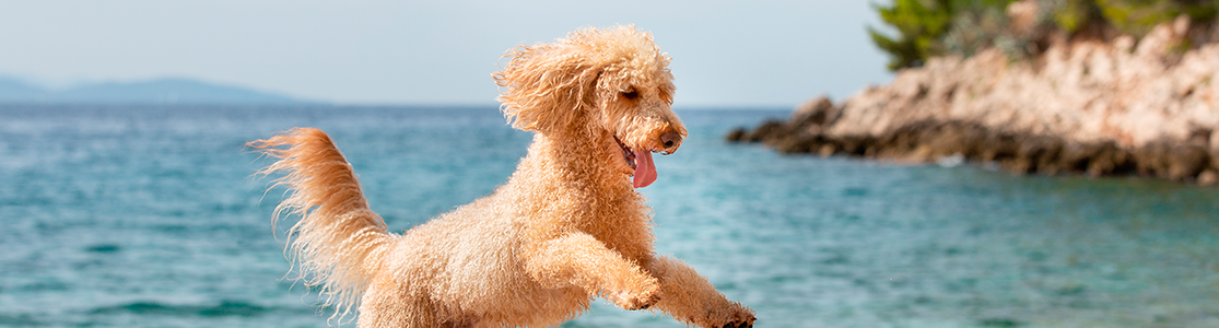 Viajar con mascotas es una oportunidad de compartir en familia. Disfruta y protege a tu perro.