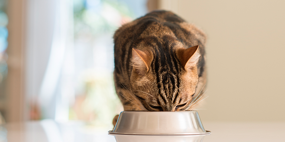 Michi comiendo de su plato metálico. Aprende con PURINA® qué come un gato anciano.