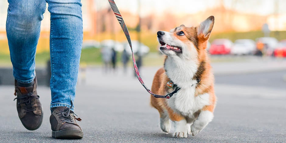 Corgi paseando tranquilo con su amo. Saber cómo educar a un cachorro, mejorará la relación en casa.