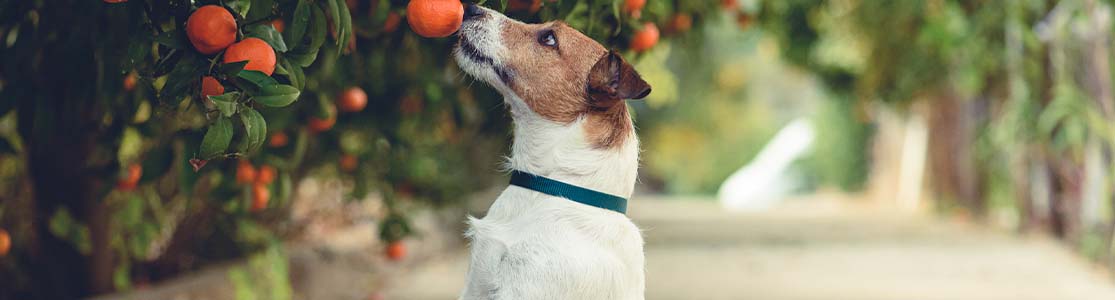 Perro Jack Russell parado sobre sus patas traseras buscando alcanzar una naranja de un árbol.