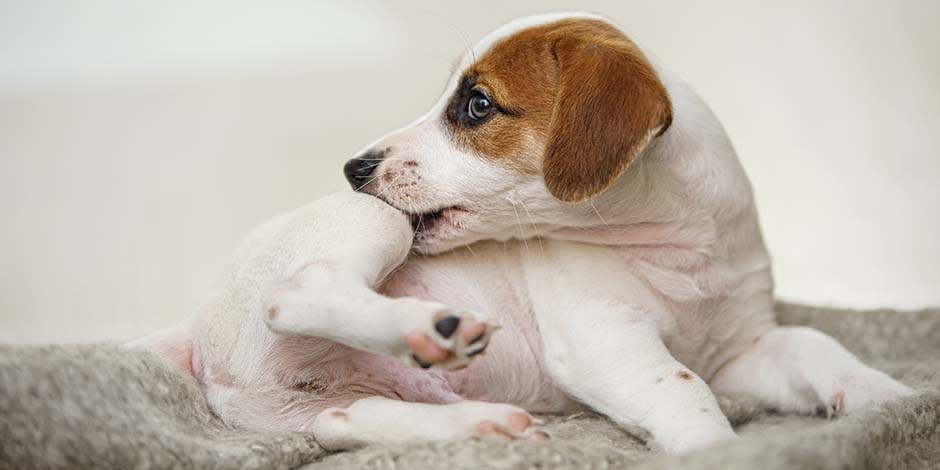 Cachorro de Jack Russell color blanco con marrón mordiéndose en busca de pulgas previo a la aplicación de pipeta para perros.  