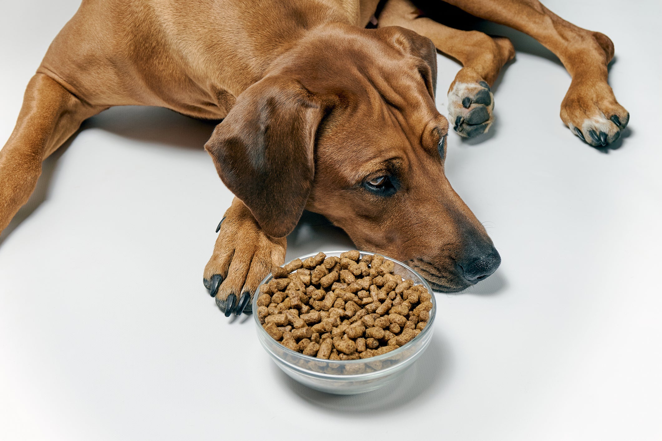 Perro de raza mediana indispuesto junto a su plato lleno. Descubre qué pasa si un perro come chocolate.