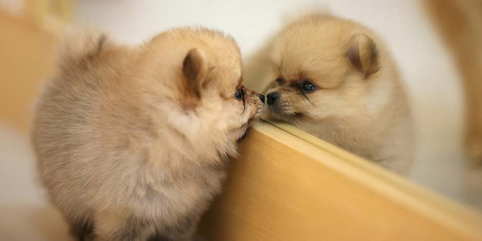 Razas pequeñas de perros como este cachorro de pomerania, de pie mirándose en un espejo. 