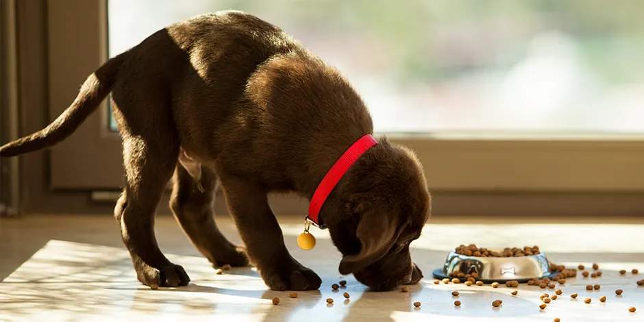 con qué frecuencia debo alimentar a mi cachorro de 10 semanas