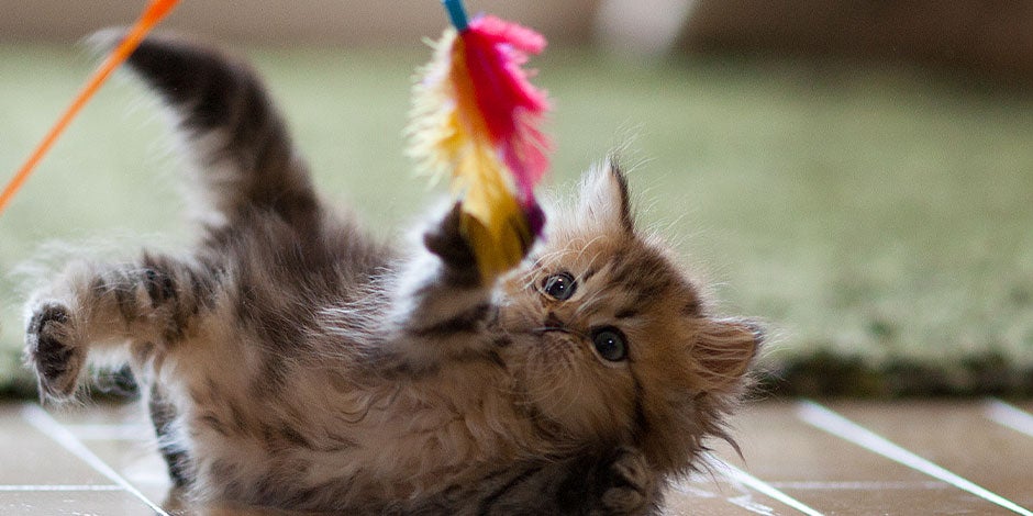 Cachorro jugando con uno de los mejores juguetes para gatos como esta vara con su pluma.