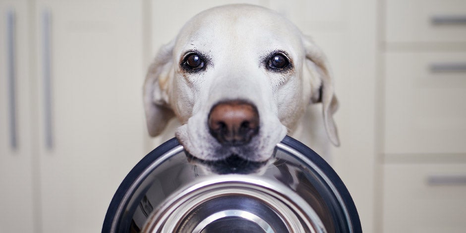 Labrador sosteniendo su comedero para perros con el hocico.