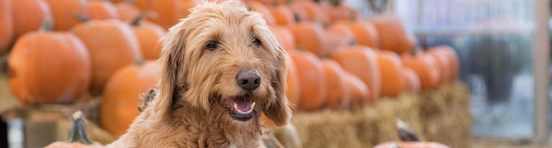 Perro junto a calabazas, ya que son unas de las verduras que pueden comer los perros