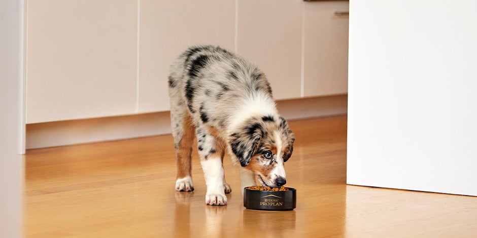 Cachorro de pastor australiano comiendo su alimento hidrolizado para perros.