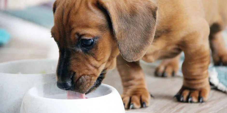 con qué frecuencia debo alimentar a mi cachorro de 10 semanas