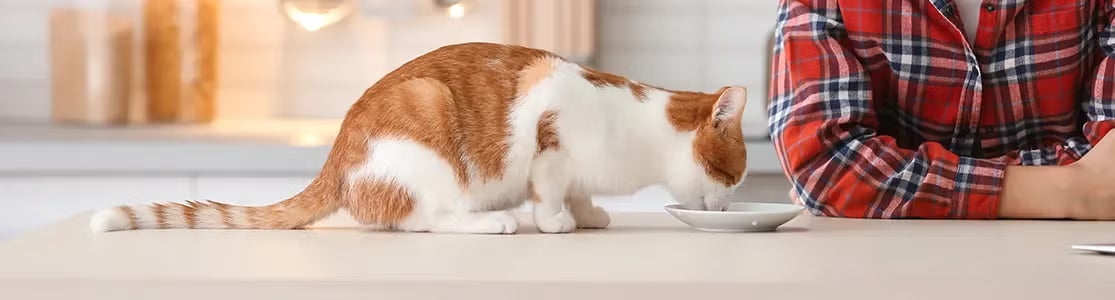 Gatito blanco hidratándose. ¿Es buena la leche para los gatos? Descúbrelo con PURINA®.