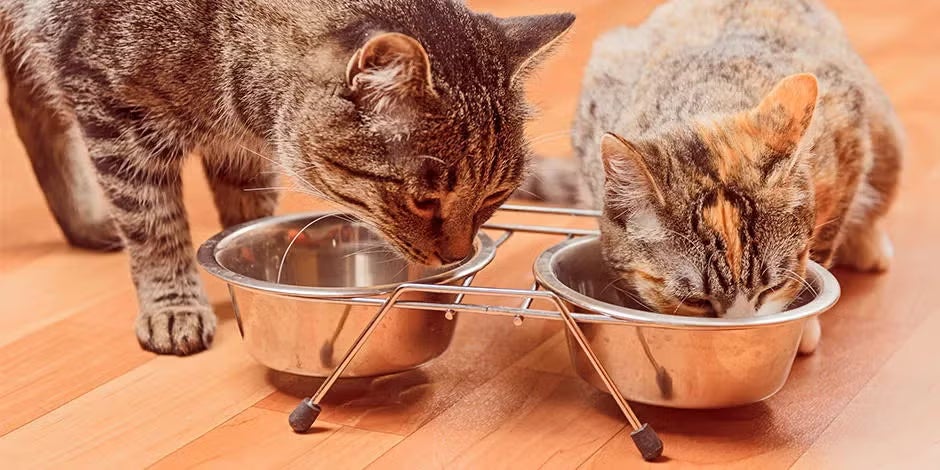 Dos michis compartiendo comedero. Cambio de alimento en gatos