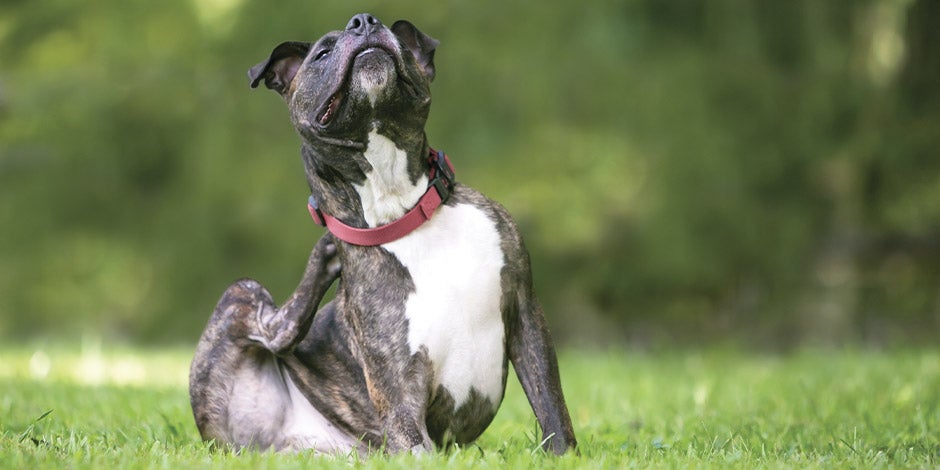 La comezón podría tomarse como síntoma de problemas de piel en perros. Can rascándose.