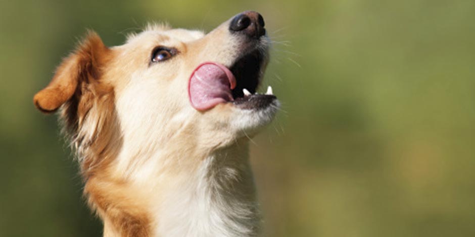 Descubre si los perros pueden comer piña. Perro saboreándose.