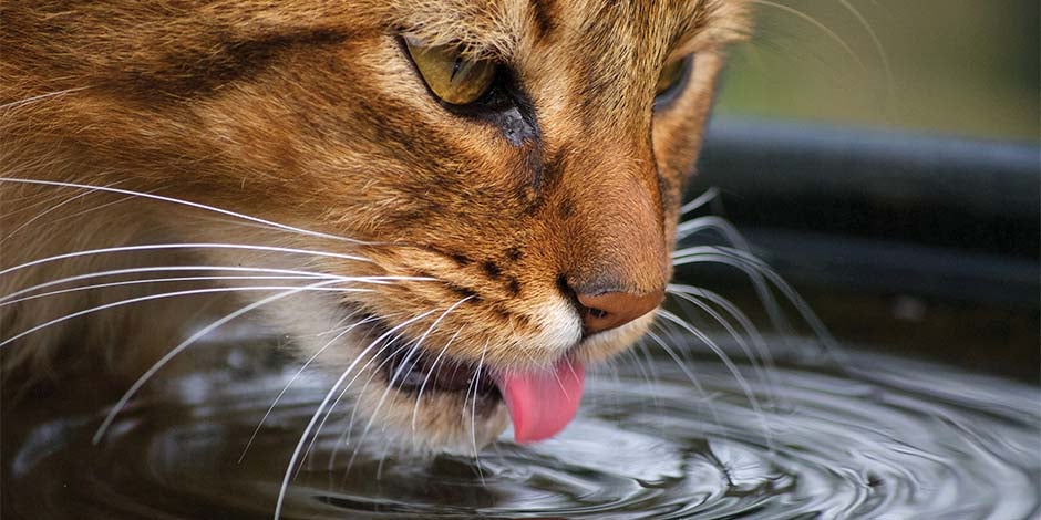 Completa la hidratación del michi con alimento húmedo para gatos. Gato bebiendo agua.