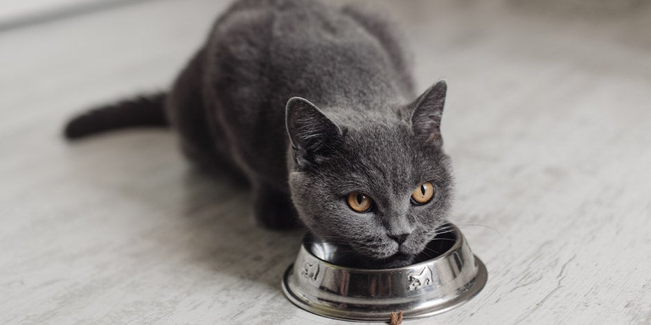 Gato ruso junto a su comedero. Considera la mezcla de croquetas y alimento húmedo para tus gatos.