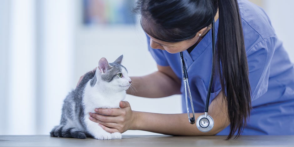 Michi en consulta con su veterinaria. Pregunta a la profesional sobre el alimento húmedo para gatos.