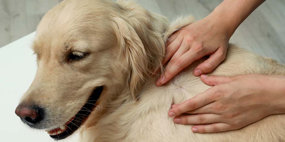 Tutor revisando a un golden en busca de parásitos, pues suelen provocar dermatitis en los perros.