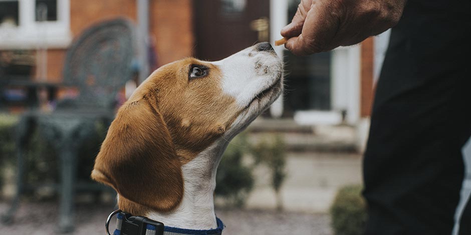 Los perros pueden comer papaya. Beagle recibiendo su premio.