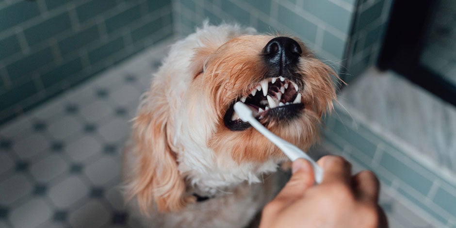 Los perros pueden comer zanahoria y ayuda a su higiene dental. Complétala con el cepillado, como en la foto.