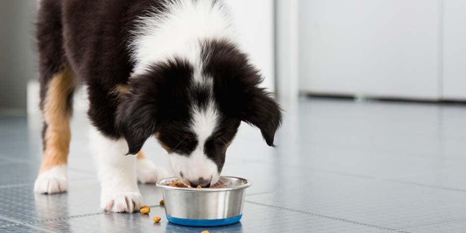 Border collie comiendo de su plato. Como tutor, debes elegir el mejor alimento para perros para él.