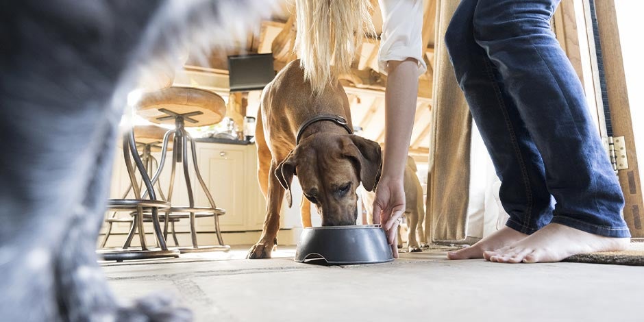 Tutora dando de comer a su mascota. Aprende cómo elegir el mejor alimento para perros para el tuyo.