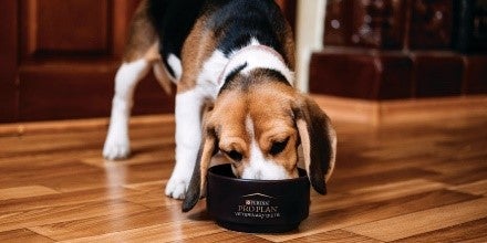 Beagle comiendo el mejor alimento para perros para él: el más se adecúa a sus necesidades.