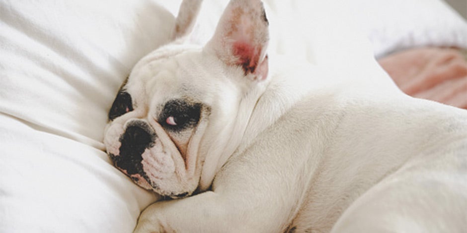 Los perros pueden comer fresas, salvo que presenten reacciones. Bulldog con posibles síntomas de alergia.