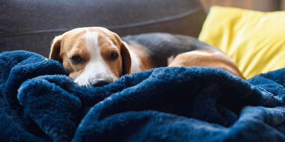 El vómito amarillo en perros puede ser síntoma de una condición más seria. Beagle indispuesto en su cama.