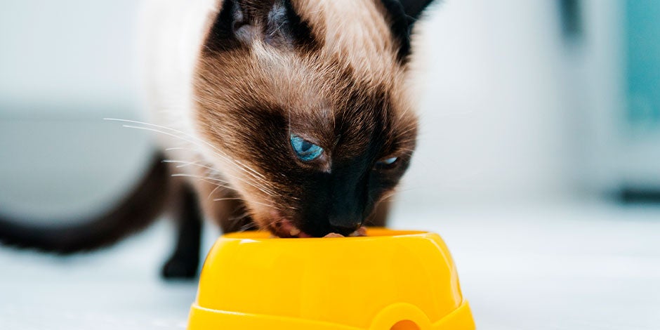 Comida para gatos castrados Gato siamés comiendo comida para gatos castrados de su plato.