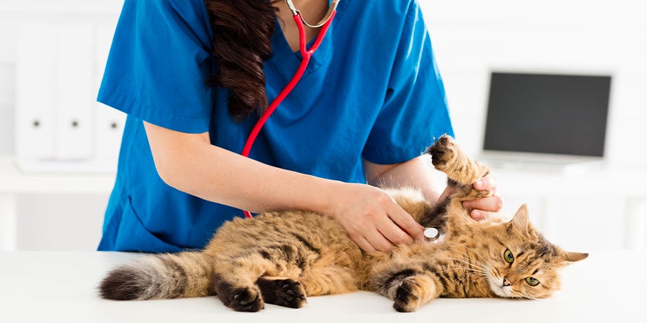 Gastritis en gatos Veterinaria examinando a un michi con posible gastritis en gatos.