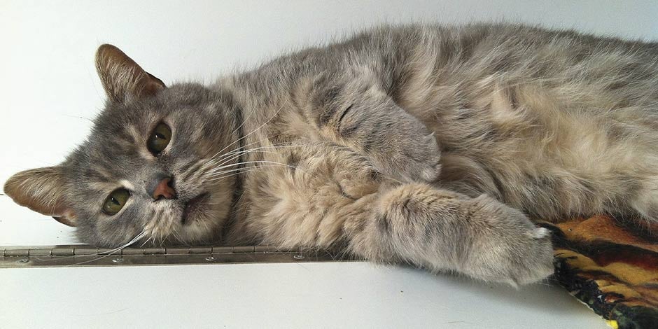 Gato estreñido y con expresión de incomodidad.