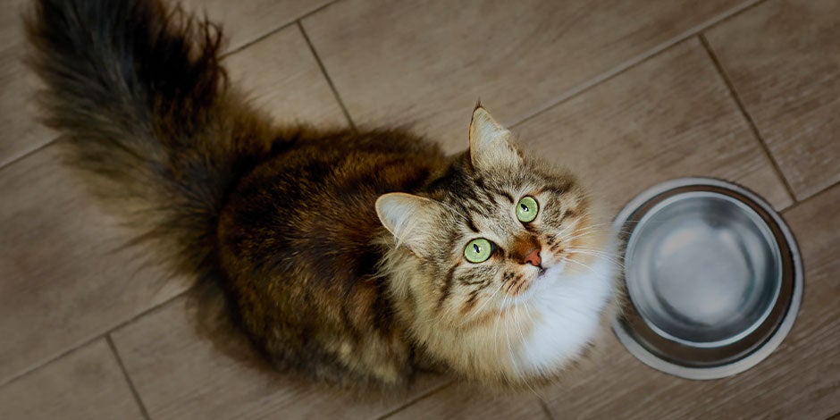 Los gatos pueden comer arroz Aprende con PURINA® si los gatos pueden comer arroz. Michi sentado esperando alimento.