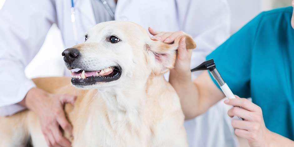Los perros pueden comer maíz - Veterinario ¿Los perros pueden comer maíz? Veterinario examinando a un labrador.