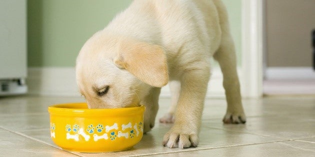 Los perros pueden comer maíz. Cachorro comiendo de su plato.