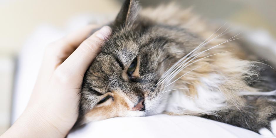 Gato indispuesto por los efectos de los antibióticos. Los probióticos para gatos ayudan a reducirlos.