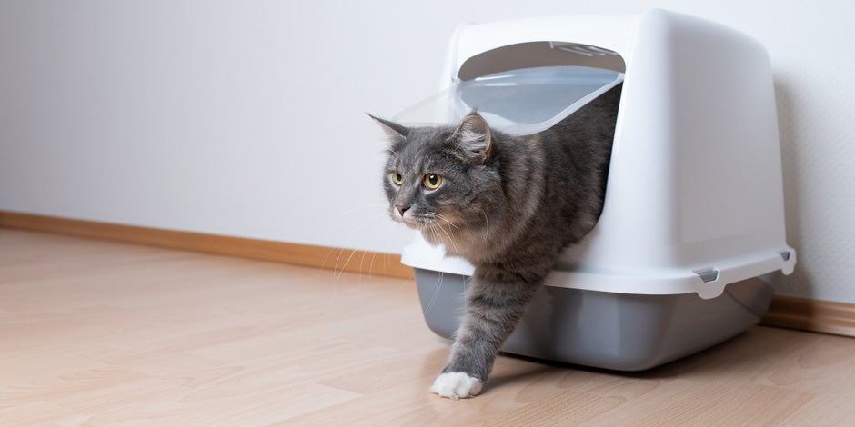 Michi con buen tránsito intestinal saliendo de su arenero, gracias a los probióticos para gatos.