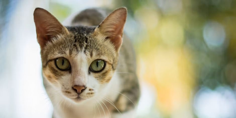 Datos curiosos de los gatos – Mirada fija y parpadeos Datos curiosos de los gatos como que el parpadeo lento es como el animal “sonríe”. Michi mirando fijo.