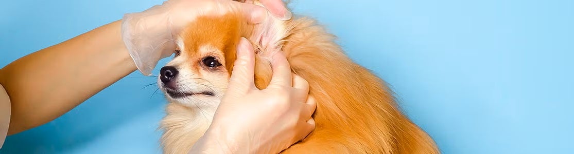 Garrapatas en perros - Pomerania Pomerania siendo examinado ante posibles garrapatas en perros.