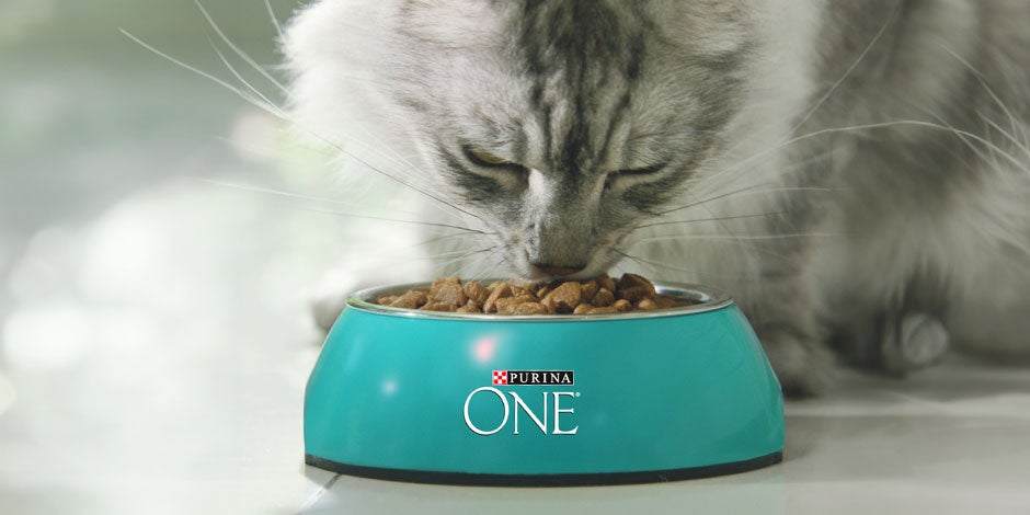 Gato estresado – Michi comiendo PURINA® ONE® Gato estresado: señales, causas y consejos para reducir su ansiedad. Michi comiendo PURINA® ONE®.