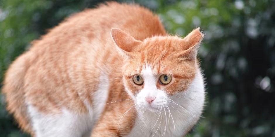 Si un gato está estresado, posiblemente se muestre más desconfiado y prevenido, como el de la imagen. https://purina.co.cr/purina/gatos/gato-estresado/gato-estresado-prevenido.jpg