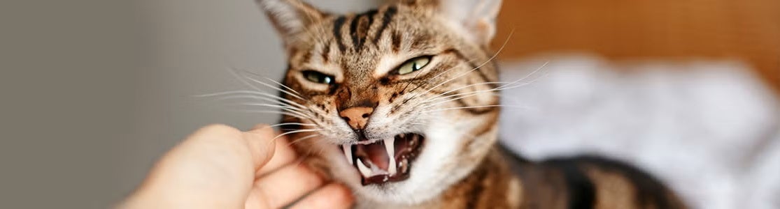 Gato estresado: señales, causas y consejos para reducir su ansiedad. Michi gruñendo.