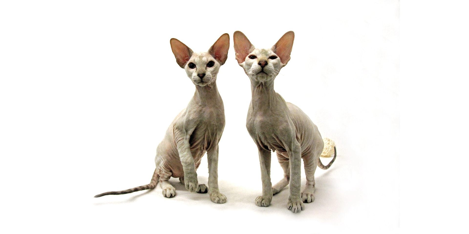  Dos gatos sin pelo posando juntos para la foto