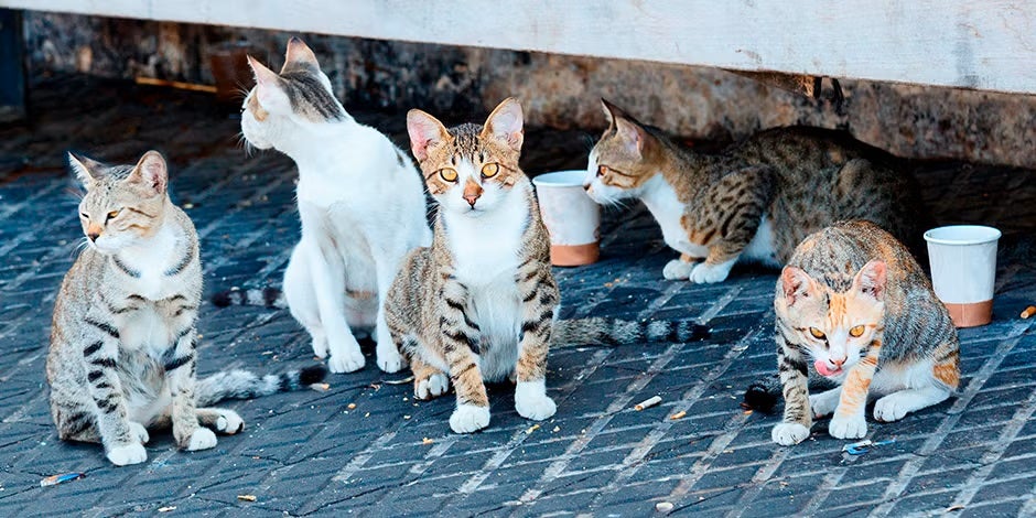 Gatos y perros callejeros. Grupo de michis reunidos Los gatos y perros callejeros acostumbran a reunirse con otros para sobrevivir. Grupo de michis reunidos.