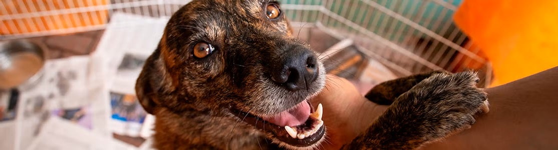Can rescatado de aspecto feliz, dentro de un espacio propio. Gatos y perros callejeros.
