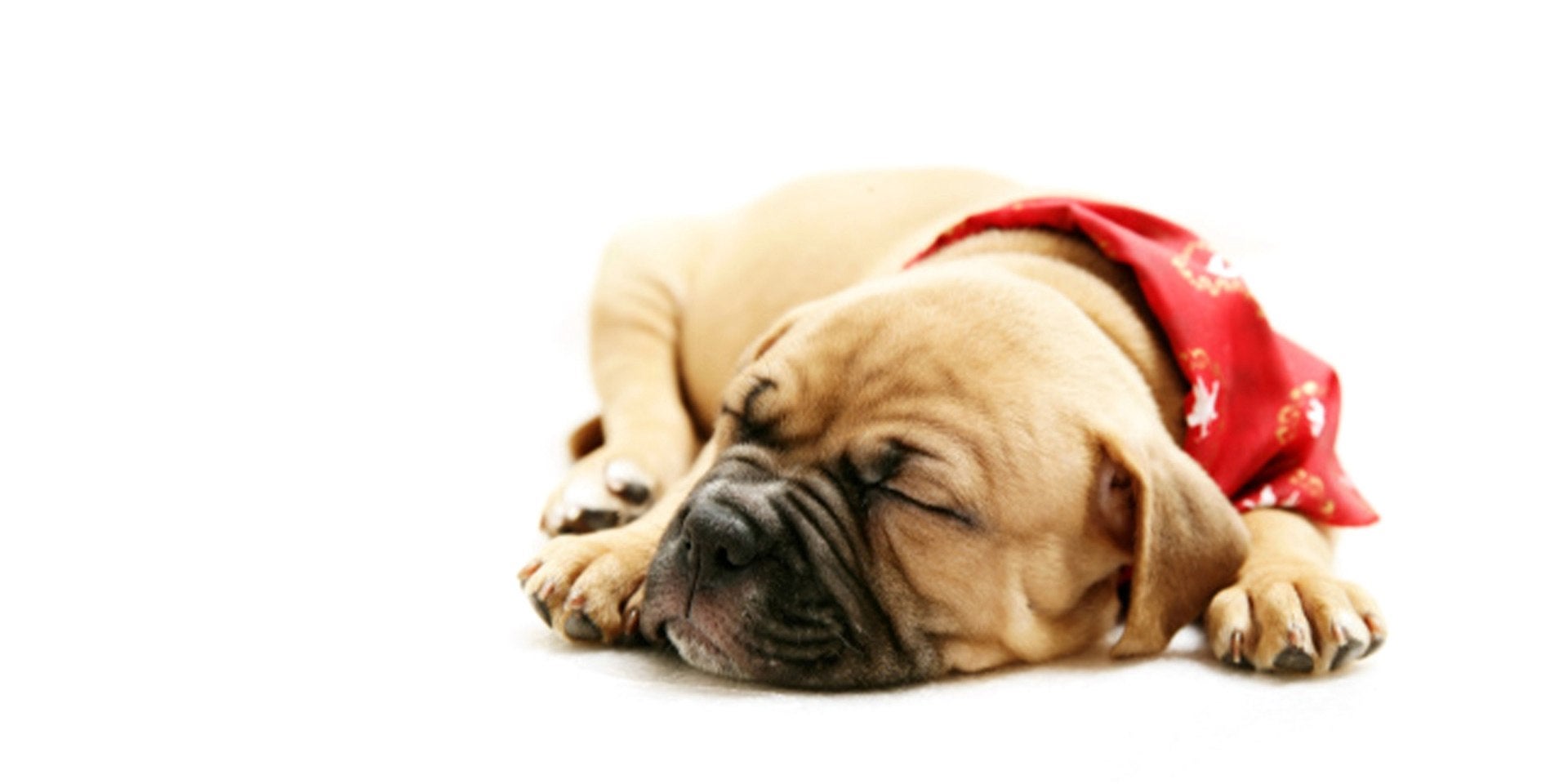 Los perros sueñan - Cachorro Los perros sueñan, siendo más común en seniors y en cachorros como el dormilón de la imagen.