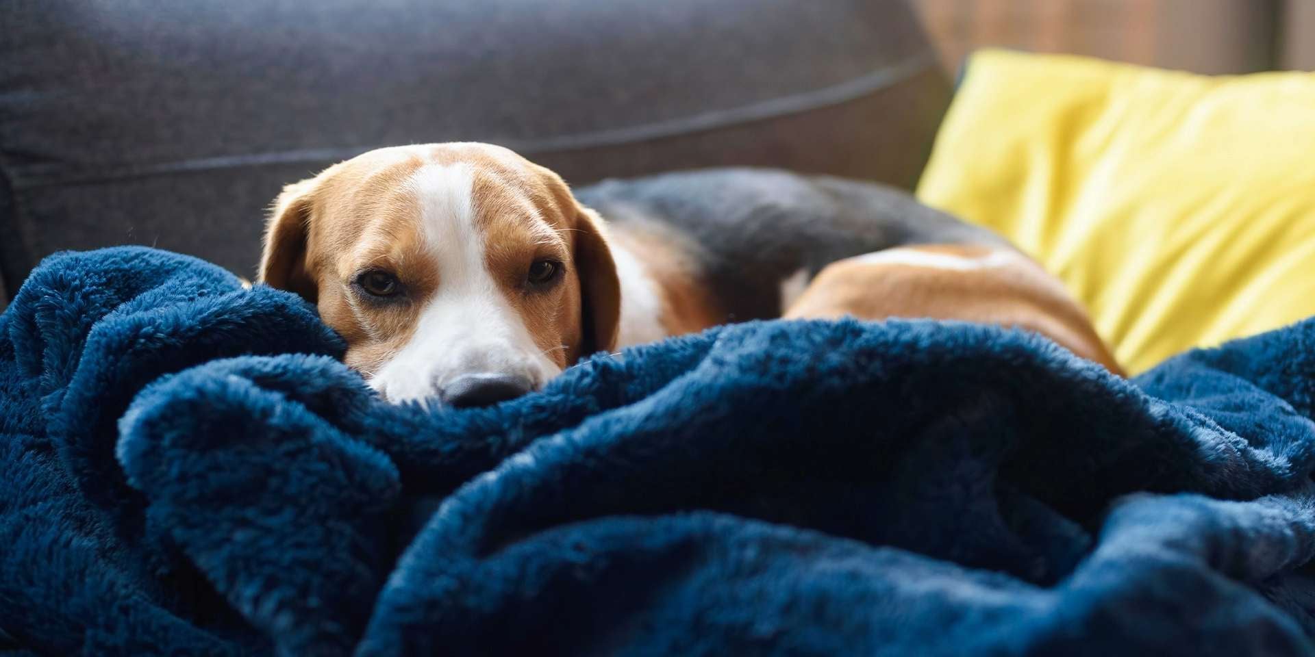 Los perros sueñan - Cama Los perros sueñan. Beagle acostado sobre su cama.