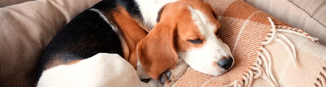 Los perros sueñan, tal como hace este beagle dormilón.