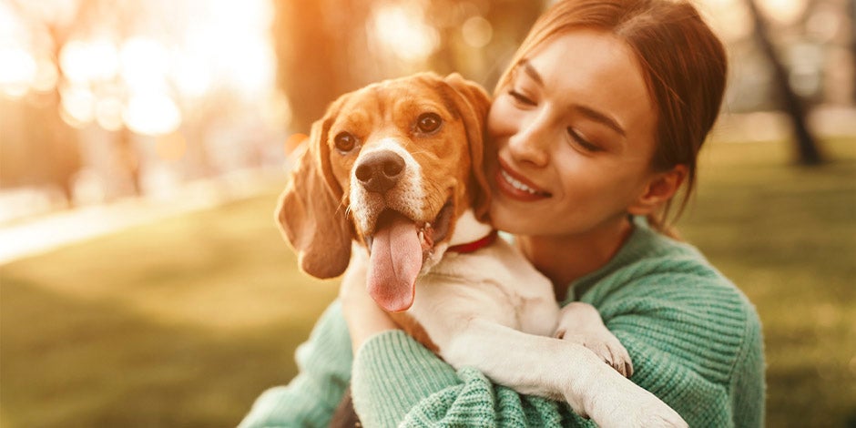 La desatención es una razón de por qué aúllan los perros. Beagle recibiendo atención de su tutora.