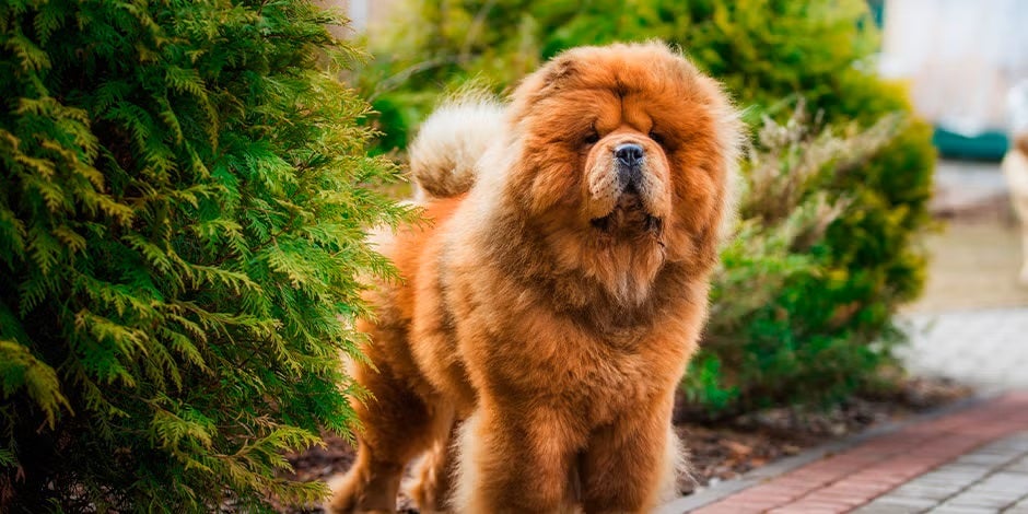 Razas de perros peludos – Chow chow Razas de perros peludos. Chow chow marrón de pie.