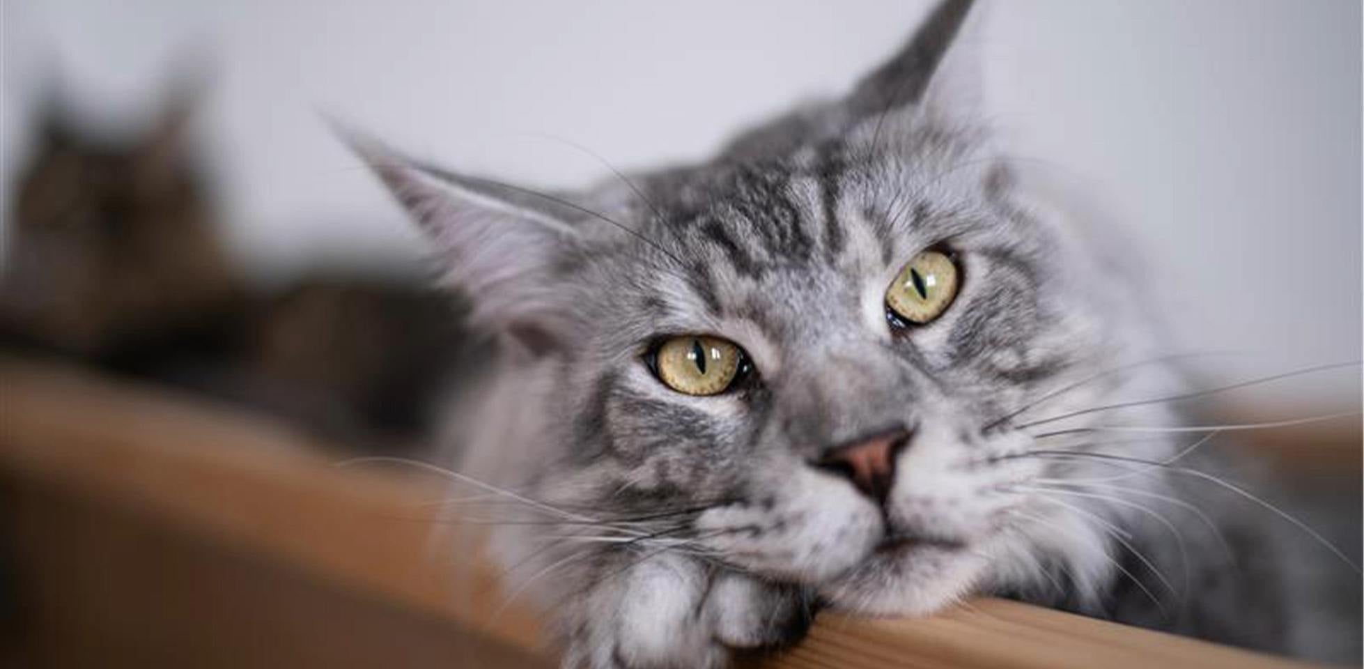 Gato polidáctil - Maine coon Un gato de la raza Maine coon tiene más probabilidades de ser polidáctil debido a su genética.